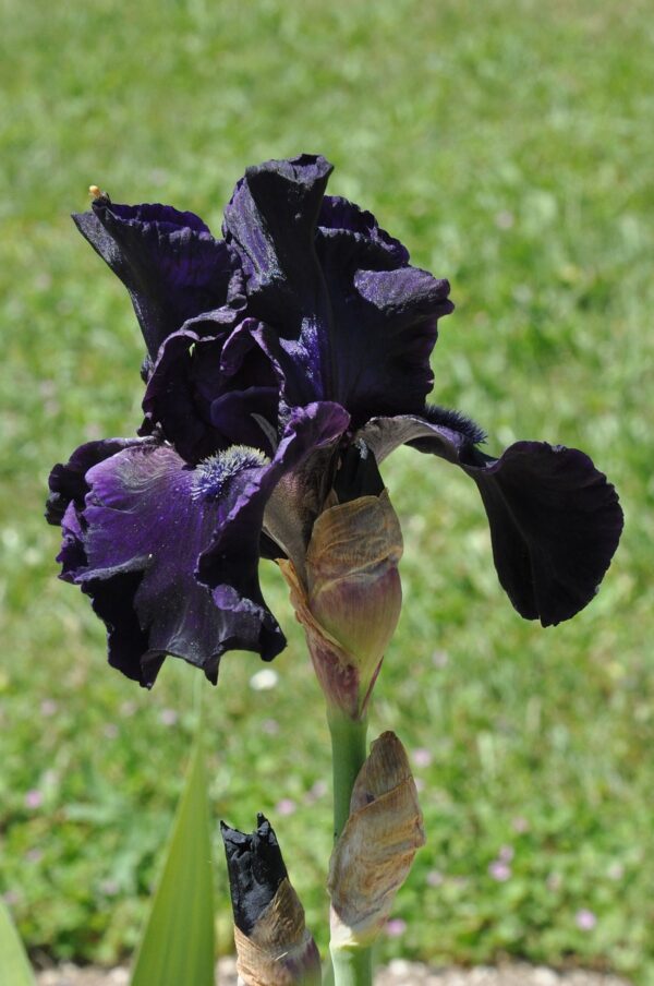 Iris Germanica Black Sergeant