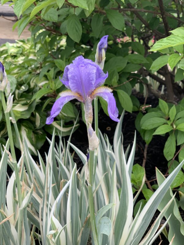 Iris Pallida Albo Variegata – Image 2