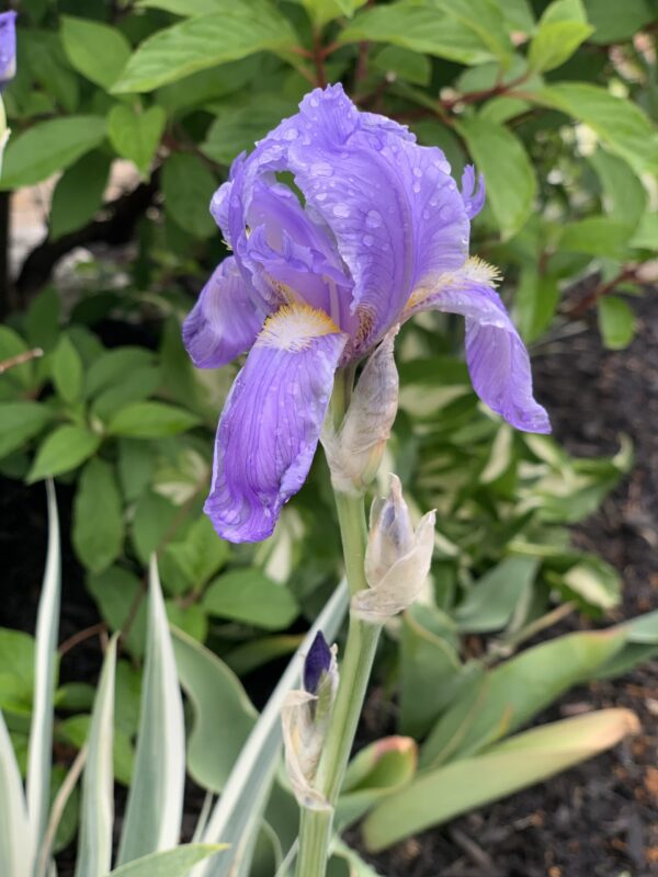 Iris Pallida Albo Variegata