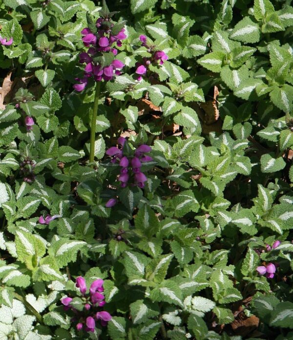 Lamium Maculatum Checkers