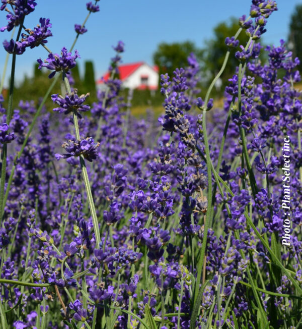 Lavandula Angustifolia Munstead