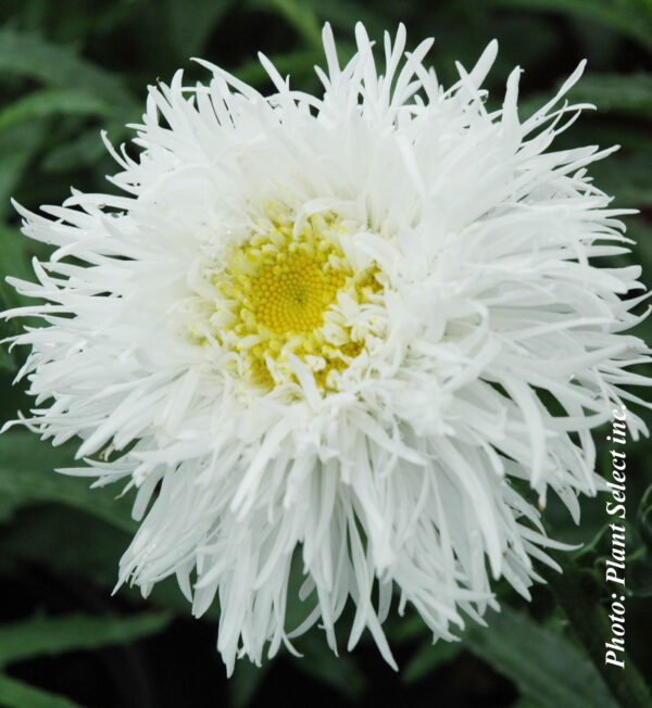 Leucanthemum Superbum Aglaia