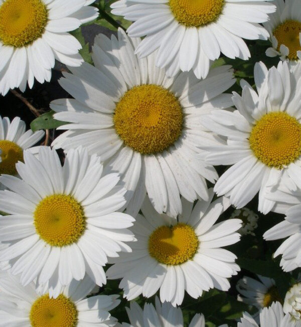 Leucanthemum Superbum Snowcap