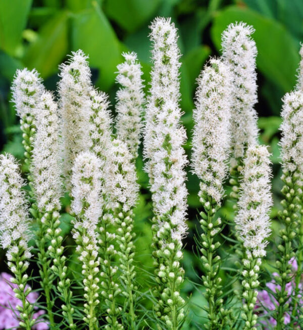 Liatris Spicata Floristan Blanc