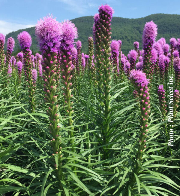 Liatris Spicata Kobold