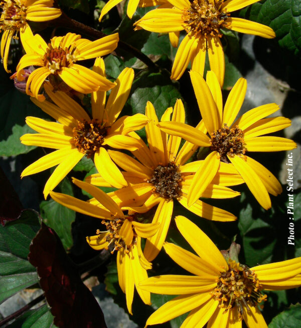 Ligularia Dentata Othello