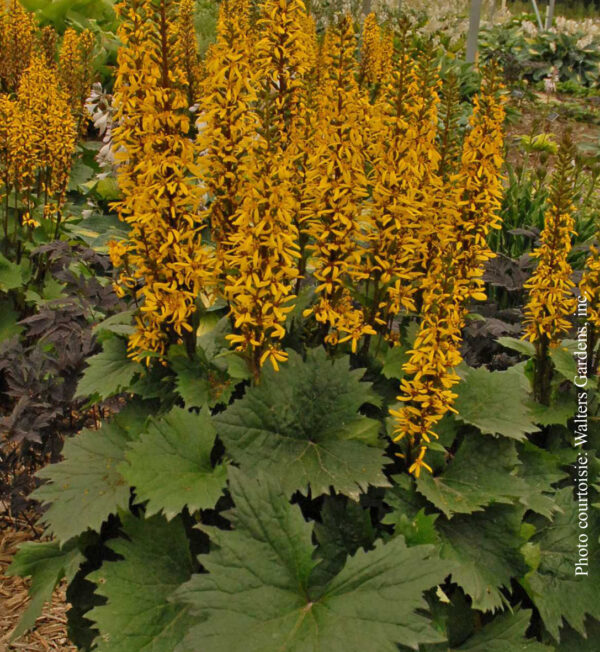 Ligularia Stenocephala Little Rocket