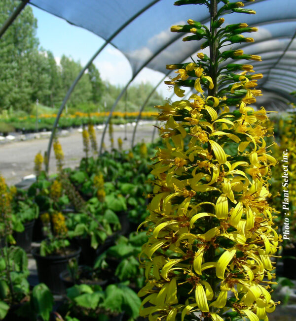Ligularia Stenophala The Rocket