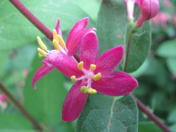 Lonicera Tatarica Honeyrose