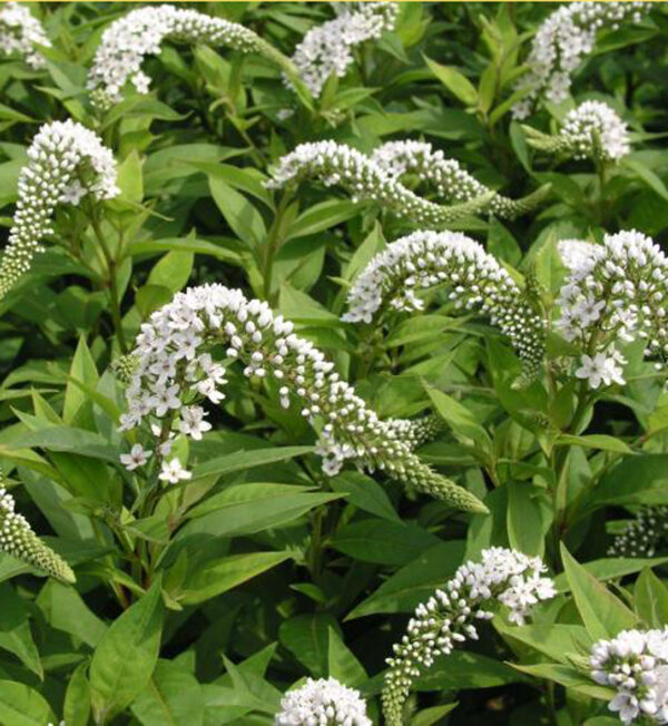 Lysimachia Clethroides
