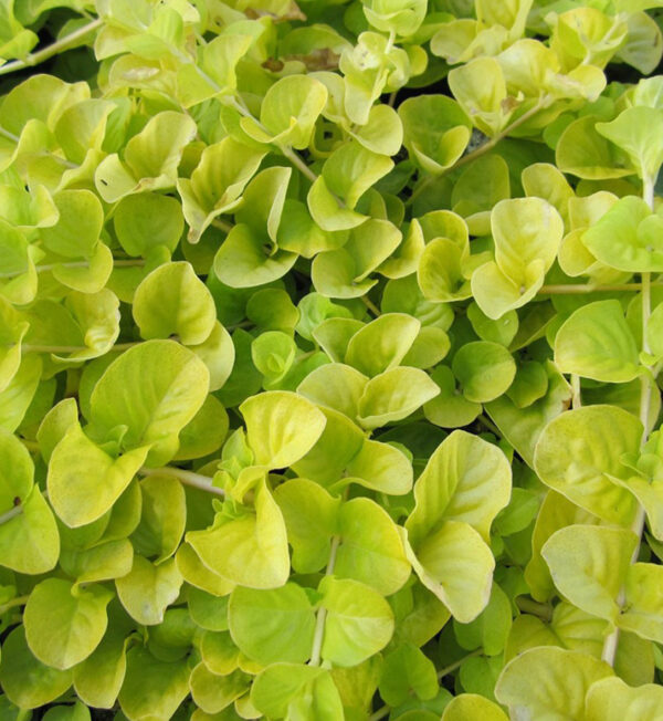 Lysimachia Nummularia Aurea