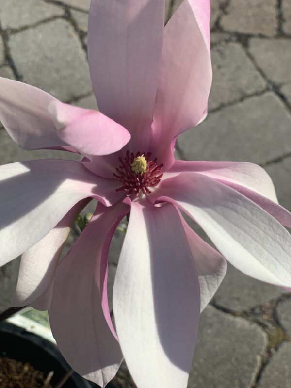 Magnolia Loebneri Leonard Messel – Image 2