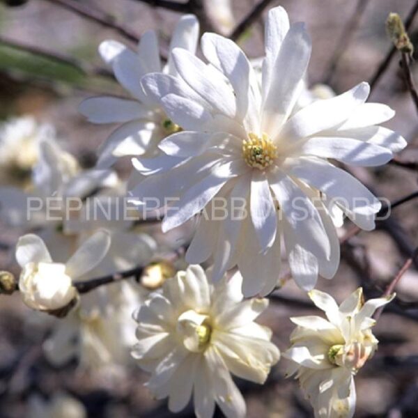 Magnolia Stellata Royal Star