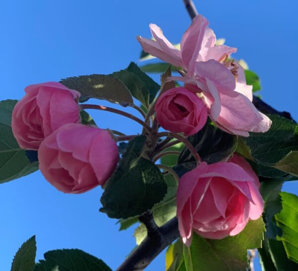 Malus Brandywine – Image 3