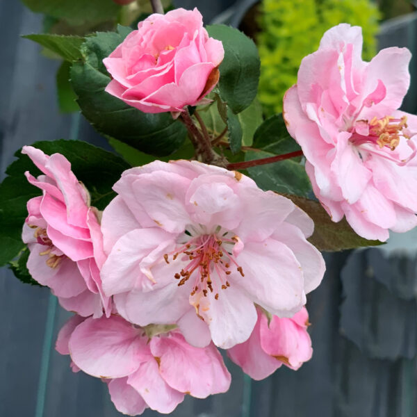 Malus Brandywine