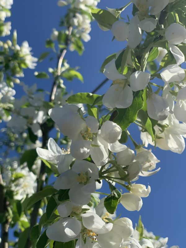 Malus Dolgo
