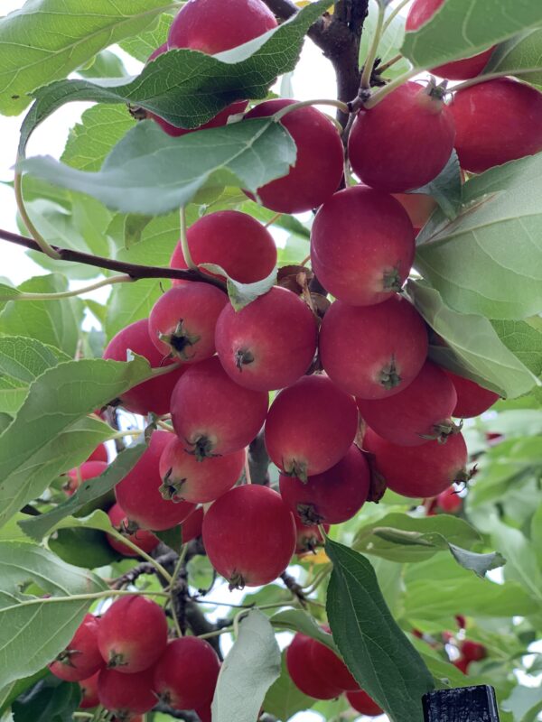 Malus Dolgo – Image 2