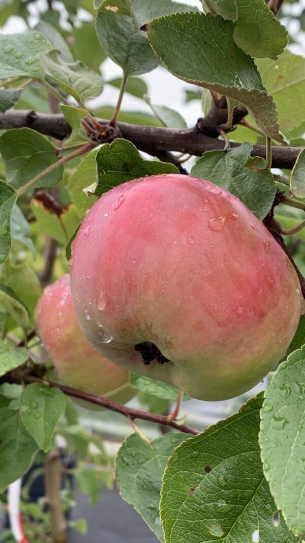 Pommier Rouville