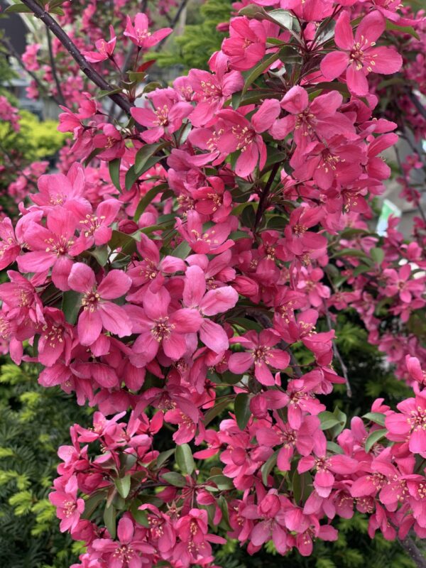 Malus Royal Raindrop