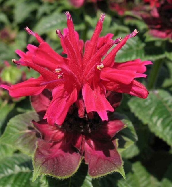 Monarda Didyma Fireball