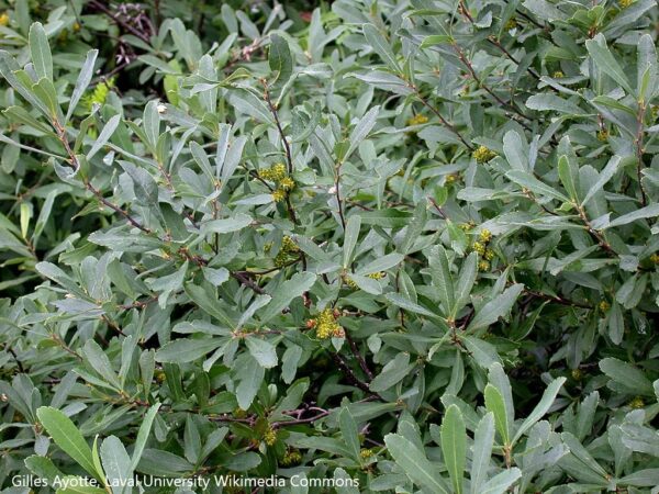 Myrica Gale