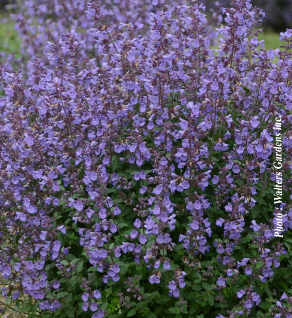 Nepeta Faassenii Kitten Around