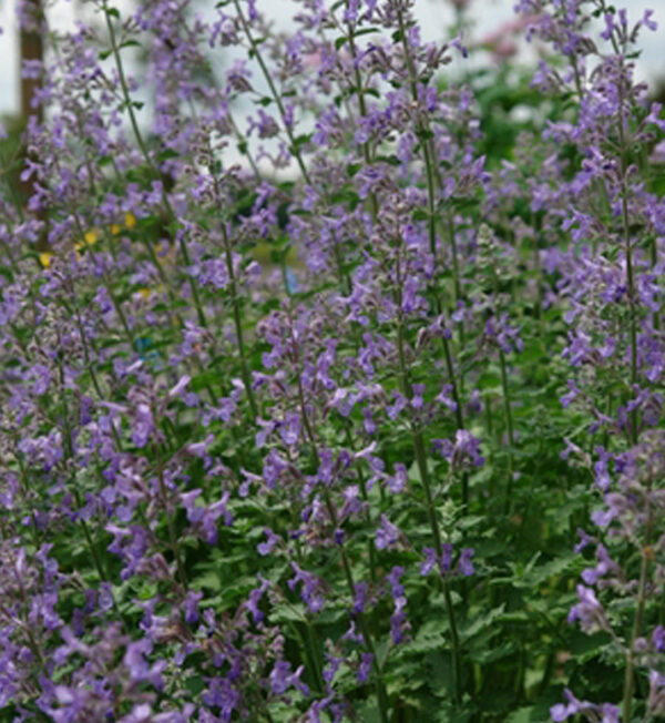 Nepeta Faassenii Junior Walker
