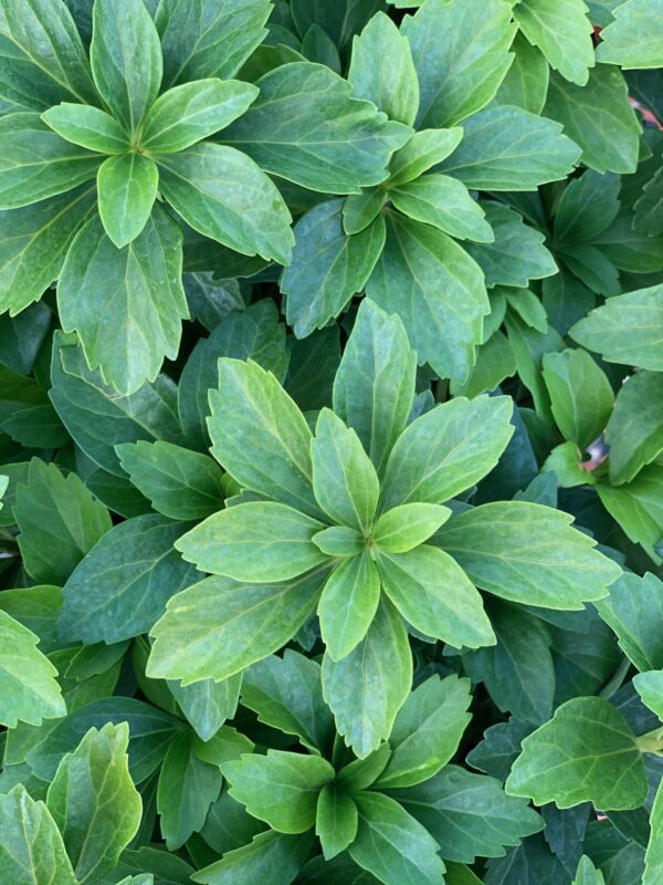 Pachysandra Terminalis