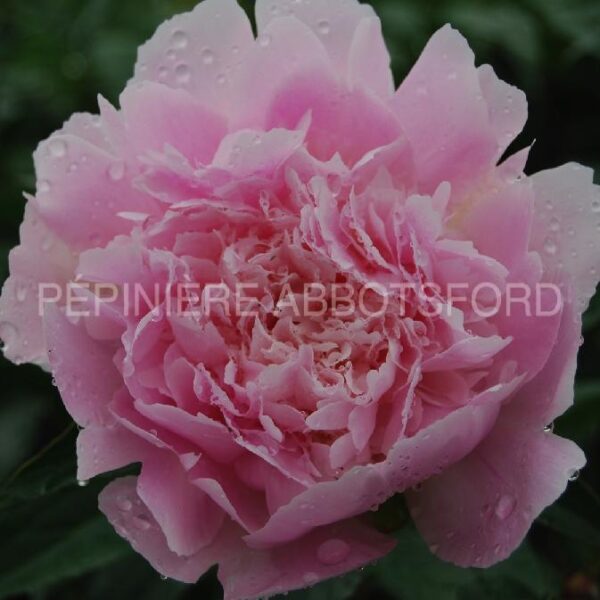 Paeonia Lactiflora Noémie Demay