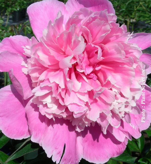 Paeonia Lactiflora Sarah Bernhardt