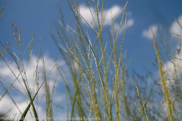 Panicum Virgatum Prairie Sky