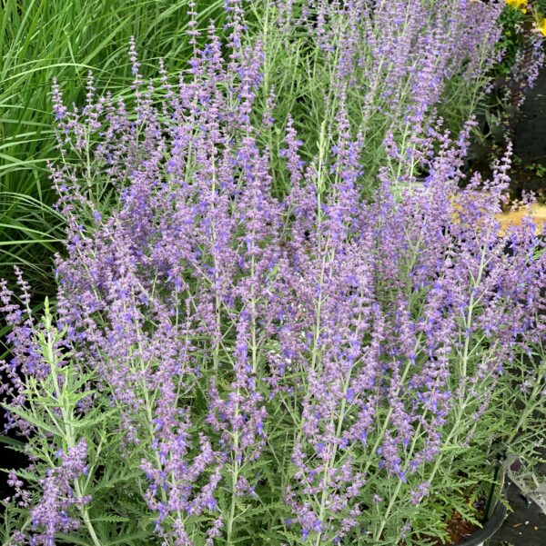 Perovskia Atriplicifolia Denim'n Lace