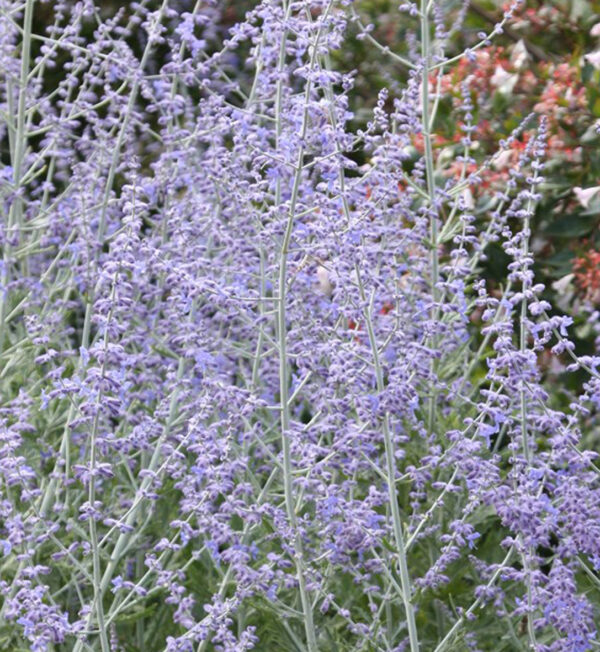 Perovskia Atriplicifolia Little Spire