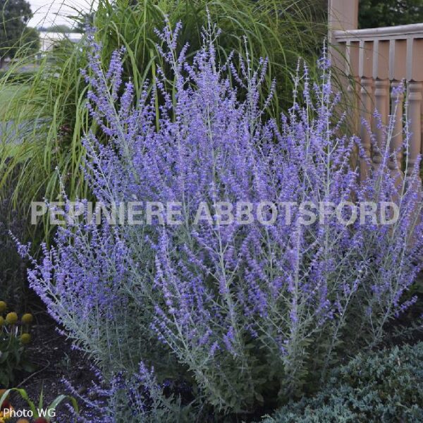 Perovskia Atriplicifolia Rocketman