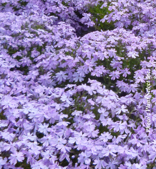 Phlox Subulata Bleu