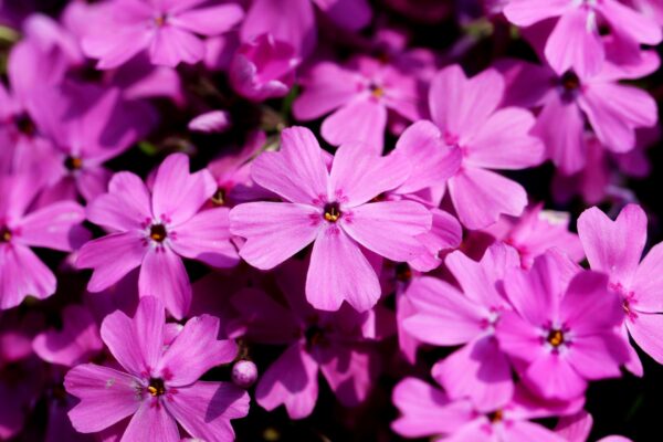 Phlox Subulata Rose
