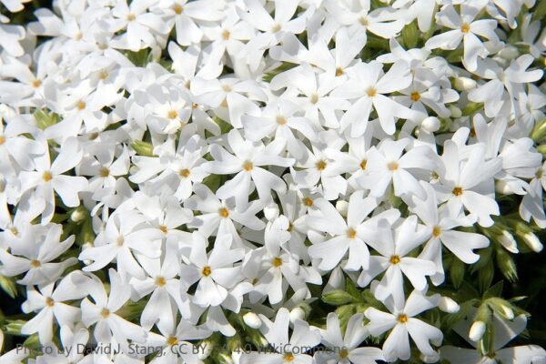 Phlox Subulata Blanc 1g