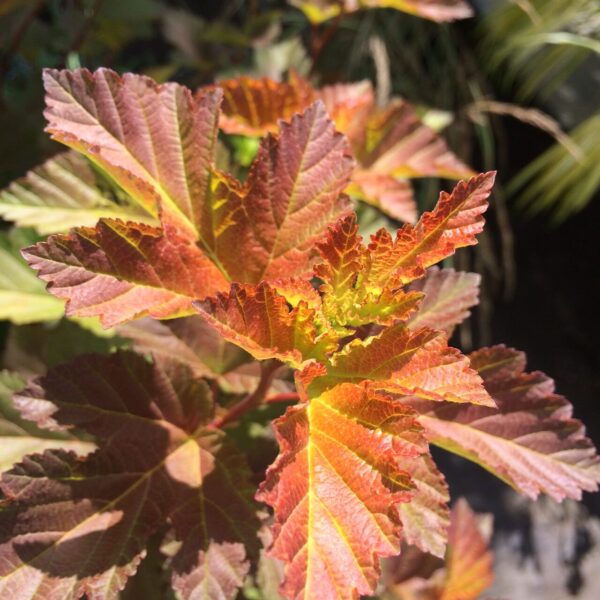 Physocarpus Opulifolius Amber Jubilee