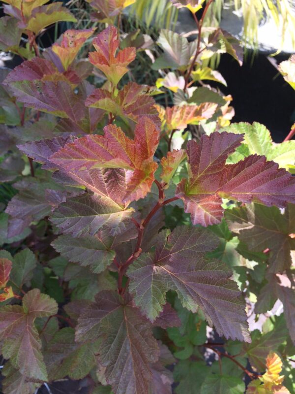 Physocarpus Opulifolius Center Glow