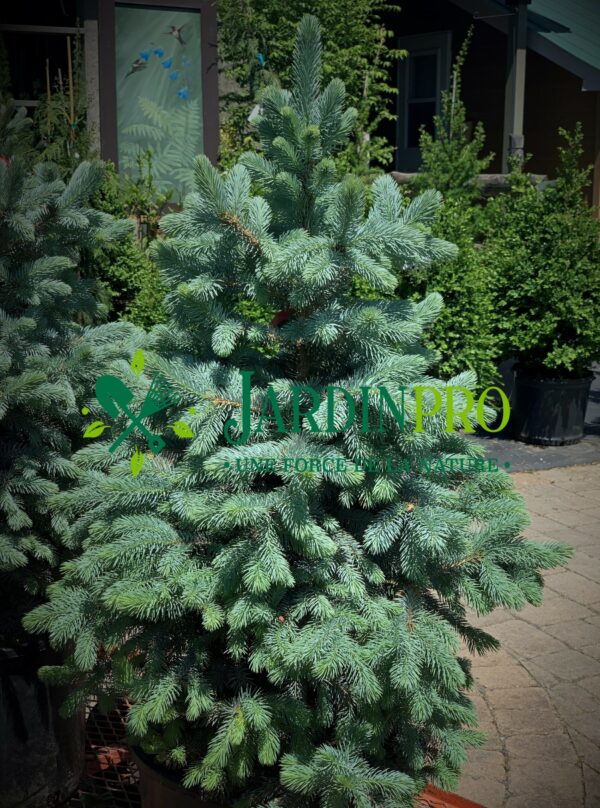 Picea Pungens Baby Blue