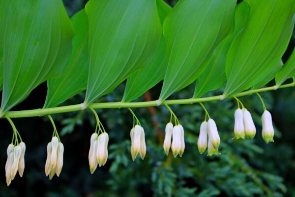 Polygonatum Odoratum