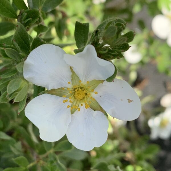 Potentille Fruticosa Happy Face Yellow