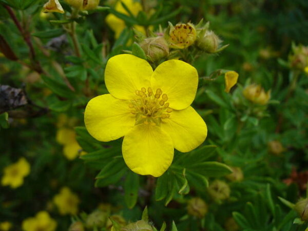 Potentille Fruticosa Happy Face White