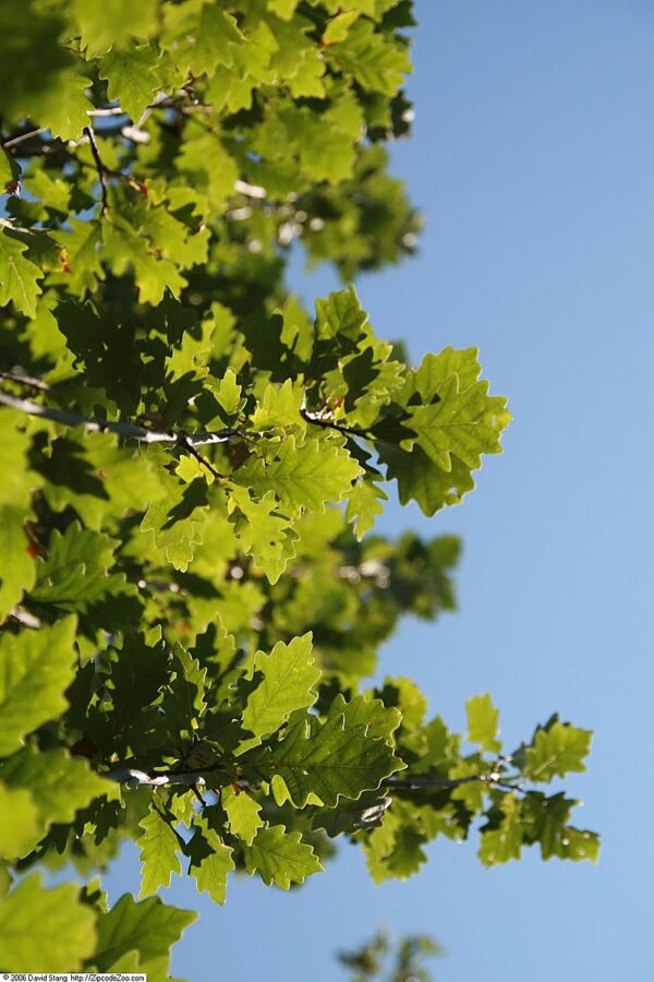 Quercus Robur Regal Prince