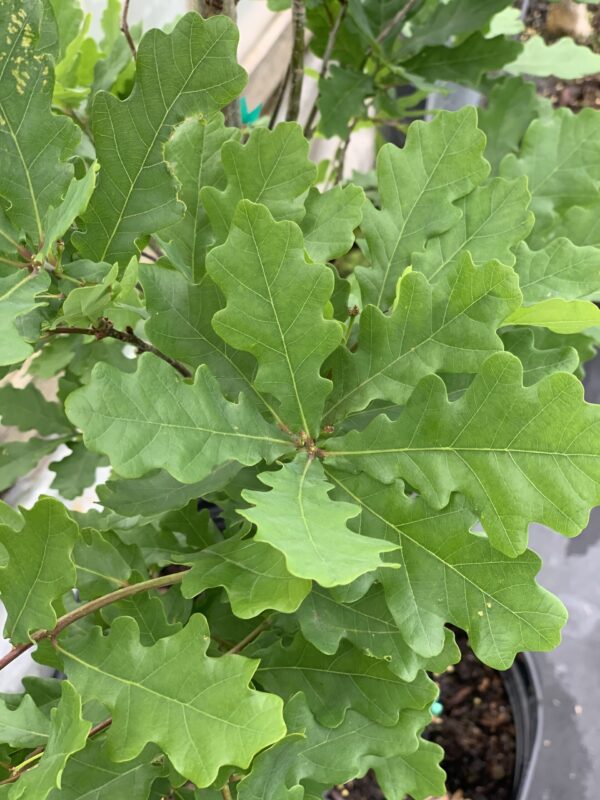 Quercus Robur Skinny Genes