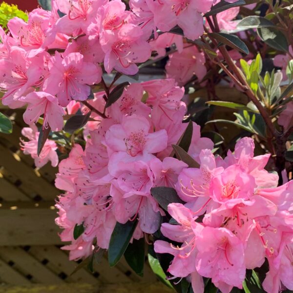 Rhododendron Aglo