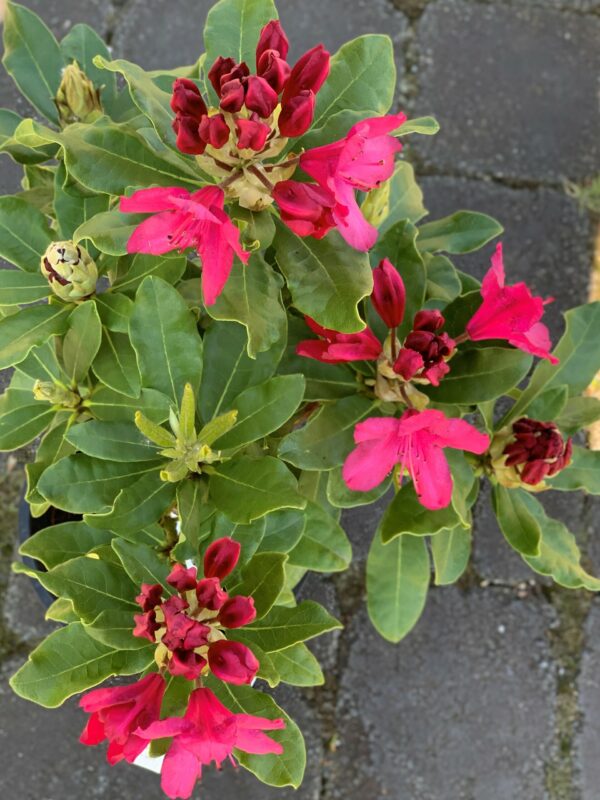 Rhododendron Nova Zembla – Image 2
