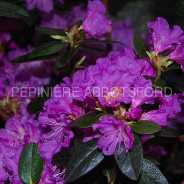Rhododendron P. J. M. Elite