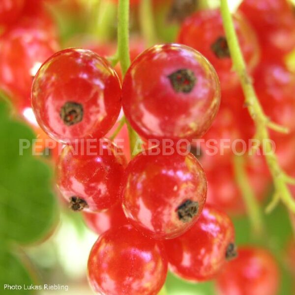 Gadelier Cherry Red