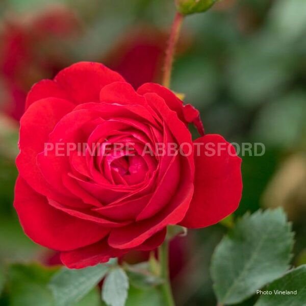 Rosa Canadian Shield